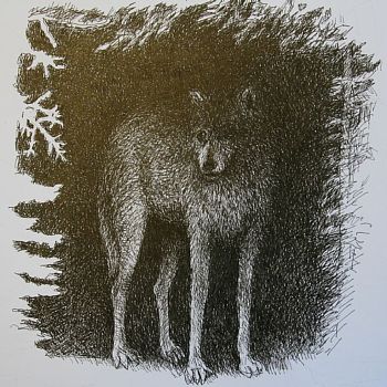 ink on paper 8x7'', 14x13'' framed
This wolf is watching from a place where you might not see him.This is in the book about Isle Royale.

private collection